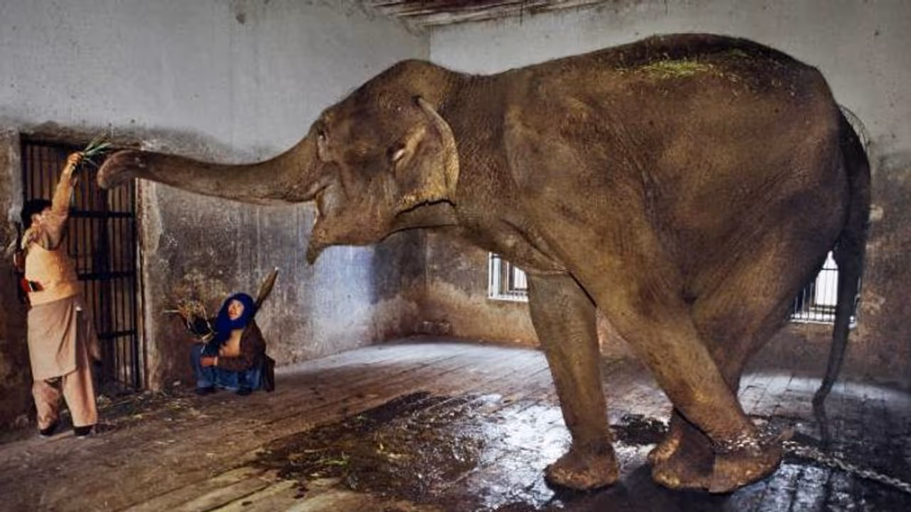 അഫ്ഗാന്റെ ചോരക്കളിയില് പെട്ടുപോയ മറ്റൊരു ഇന്ത്യക്കാരി, ഹാത്തി എന്ന ആന! അഫ്ഗാന്റെ ചോരക്കളിയില് പെട്ടുപോയ മറ്റൊരു ഇന്ത്യക്കാരി, ഹാത്തി എന്ന ആന!