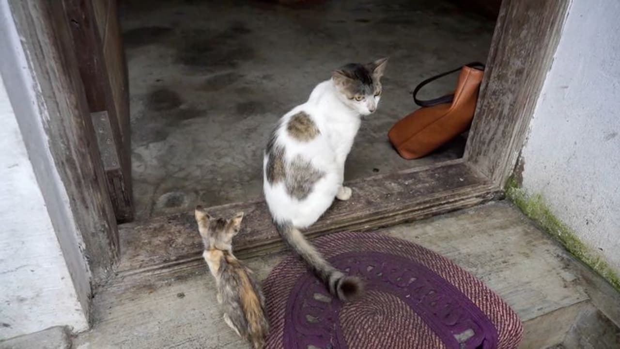 വളര്ത്തുപൂച്ചകള് കൂട്ടത്തോടെ ചത്തു; അയല്വാസികൾ വിഷം കൊടുത്തതെന്ന് വീട്ടമ്മയുടെ പരാതി വളര്ത്തുപൂച്ചകള് കൂട്ടത്തോടെ ചത്തു; അയല്വാസികൾ വിഷം കൊടുത്തതെന്ന് വീട്ടമ്മയുടെ പരാതി