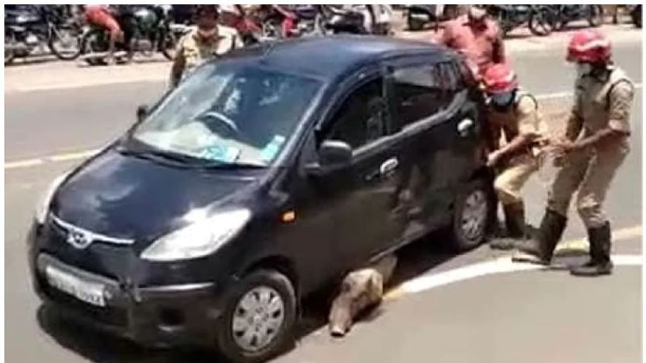റോഡ് മുറിച്ചുകടക്കുന്നതിനിടെ കാറിനടിയില് കാട്ടുപന്നി കുടുങ്ങി റോഡ് മുറിച്ചുകടക്കുന്നതിനിടെ കാറിനടിയില് കാട്ടുപന്നി കുടുങ്ങി