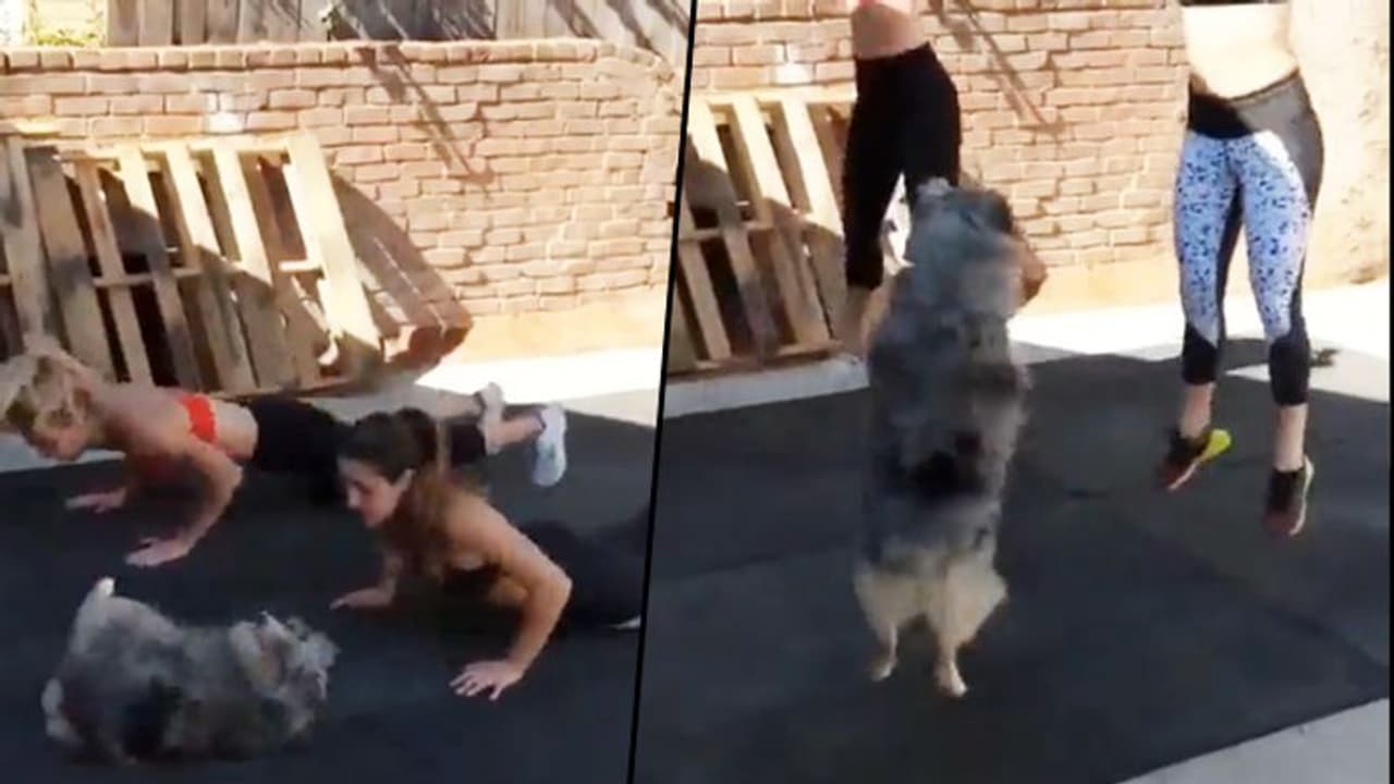 Dog working out with two girls; adorable video goes viral