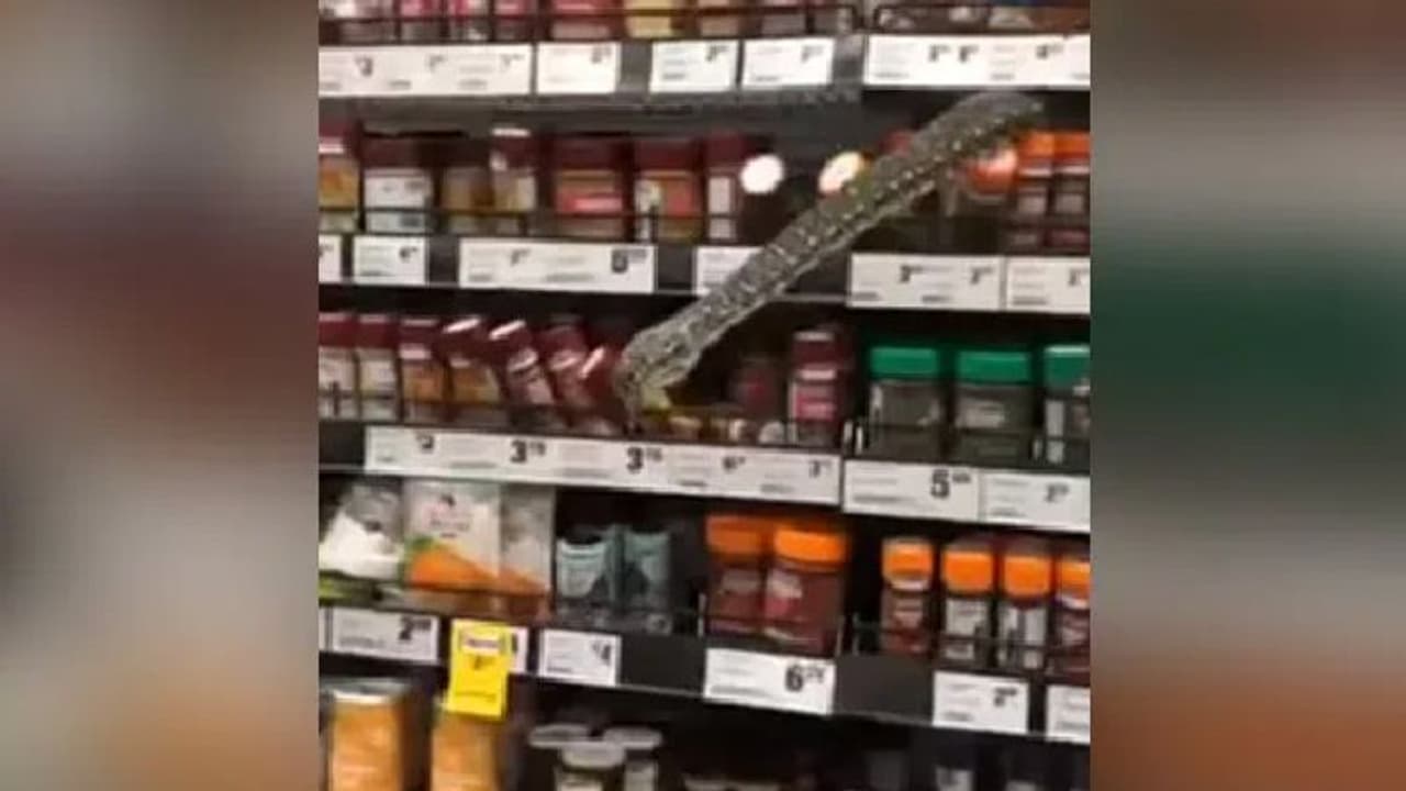 സൂപ്പര്മാര്ക്കറ്റിലെ ഷെല്ഫിനുള്ളില് നിന്ന് തല നീട്ടി പെരുമ്പാമ്പ്; വൈറലായ വീഡിയോ സൂപ്പര്മാര്ക്കറ്റിലെ ഷെല്ഫിനുള്ളില് നിന്ന് തല നീട്ടി പെരുമ്പാമ്പ്; വൈറലായ വീഡിയോ