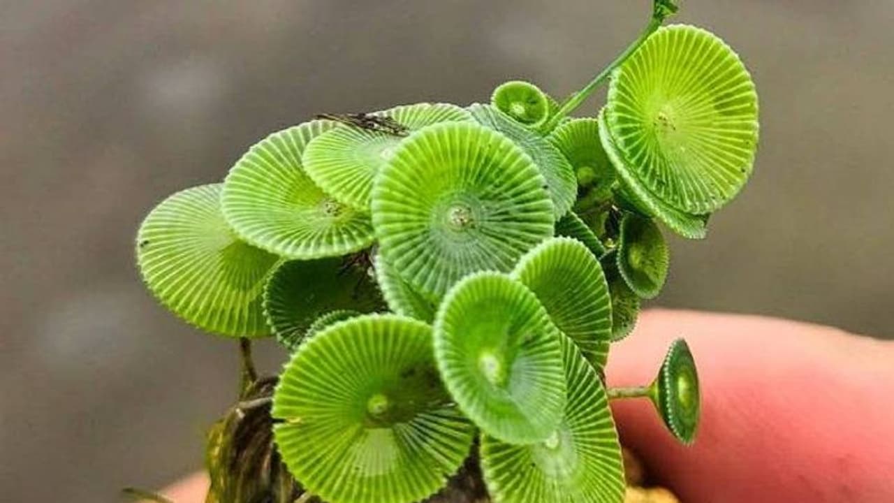 ആൻഡമാനിൽ നിന്നും പുതിയ സസ്യം, പേര് അസെറ്റബുലേറിയ ജലകന്യക, കണ്ടെത്തിയത് മലയാളി ആൻഡമാനിൽ നിന്നും പുതിയ സസ്യം, പേര് അസെറ്റബുലേറിയ ജലകന്യക, കണ്ടെത്തിയത് മലയാളി