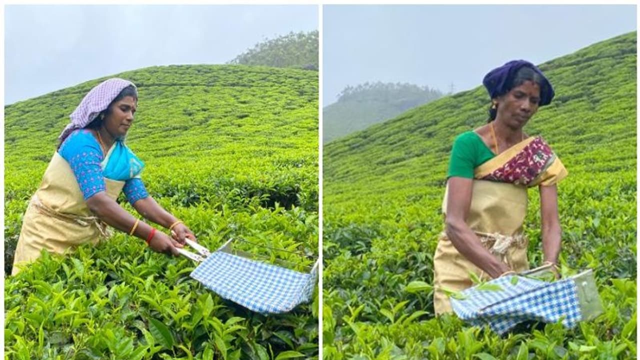 കേന്ദ്ര തൊഴില് വകുപ്പിന്റെ 'ശ്രാം പുരസ്കാരം' മൂന്നാര് കണ്ണന് ദേവന് കമ്പനിയിലെ സ്ത്രീതൊഴിലാളികള്ക്ക് കേന്ദ്ര തൊഴില് വകുപ്പിന്റെ 'ശ്രാം പുരസ്കാരം' മൂന്നാര് കണ്ണന് ദേവന് കമ്പനിയിലെ സ്ത്രീതൊഴിലാളികള്ക്ക്