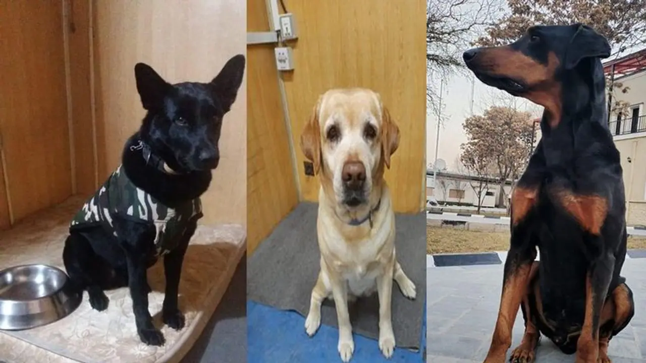 ভারতের মানবিকতায় মুগ্ধ বিশ্ব, কাবুলে দূতাবাসের পাহারাদার সারমেয়দের উদ্ধার বায়ুসেনার ভারতের মানবিকতায় মুগ্ধ বিশ্ব, কাবুলে দূতাবাসের পাহারাদার সারমেয়দের উদ্ধার বায়ুসেনার