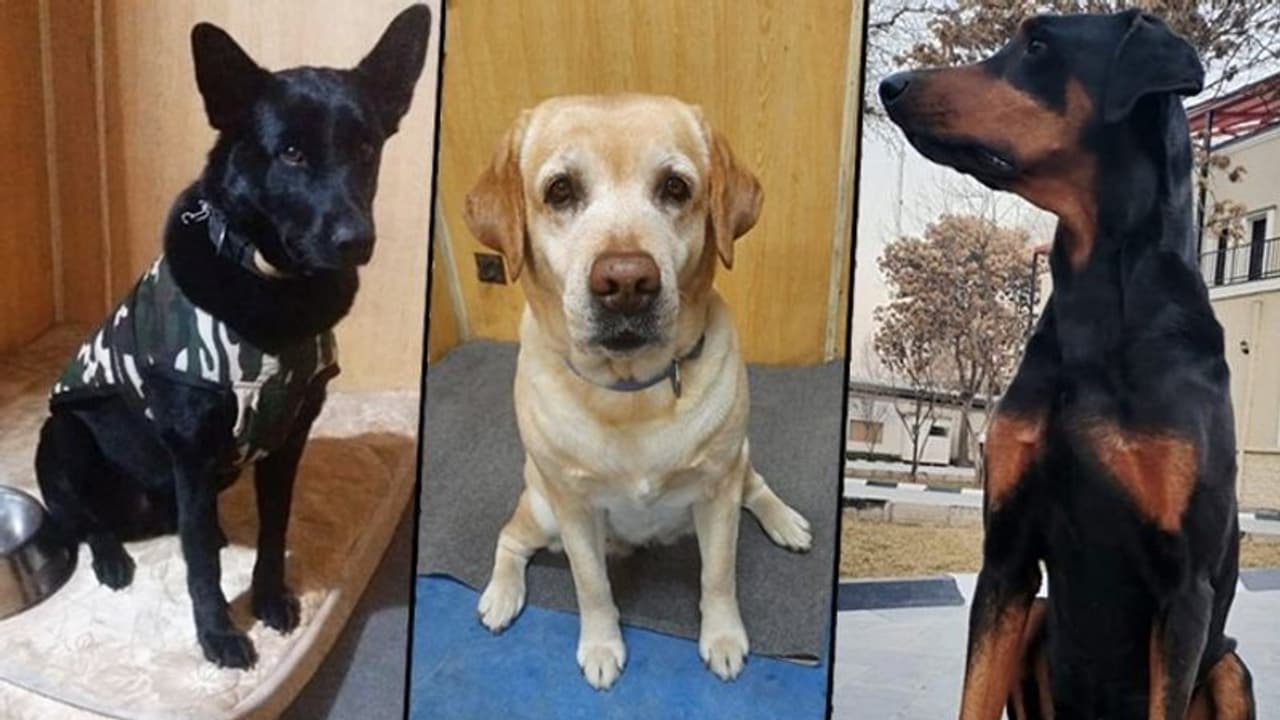 ITBP's hero combat sniffer dogs evacuated from Kabul after Taliban takeover ITBP's hero combat sniffer dogs evacuated from Kabul after Taliban takeover