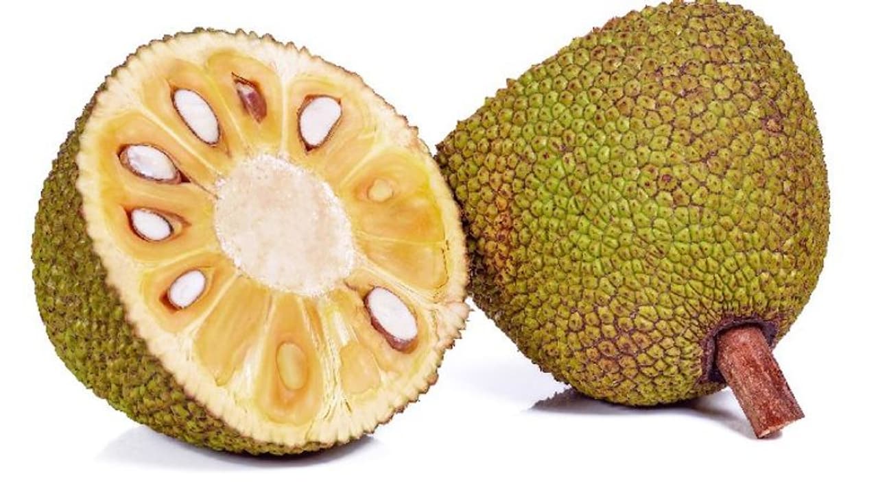 ചക്കക്കുരു കഴിക്കുന്നത് നല്ലതോ?; ഇത് ആരോഗ്യപ്രശ്നങ്ങളുണ്ടാക്കുമോ? ചക്കക്കുരു കഴിക്കുന്നത് നല്ലതോ?; ഇത് ആരോഗ്യപ്രശ്നങ്ങളുണ്ടാക്കുമോ?