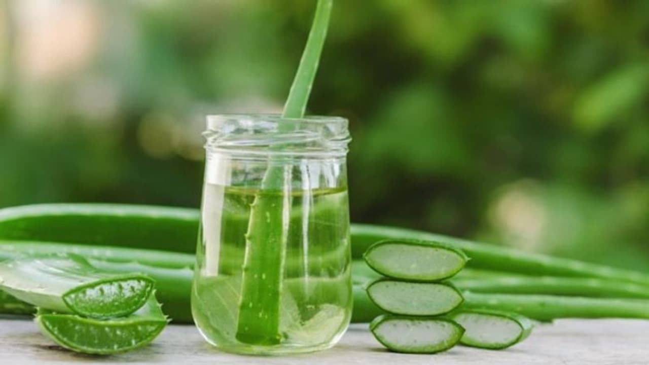 Winter Beauty Tips এবার অ্যালোভেরার গুণে সকলকে তাক লাগান, শুষ্ক ত্বকের সমস্যা মেটান Winter Beauty Tips এবার অ্যালোভেরার গুণে সকলকে তাক লাগান, শুষ্ক ত্বকের সমস্যা মেটান