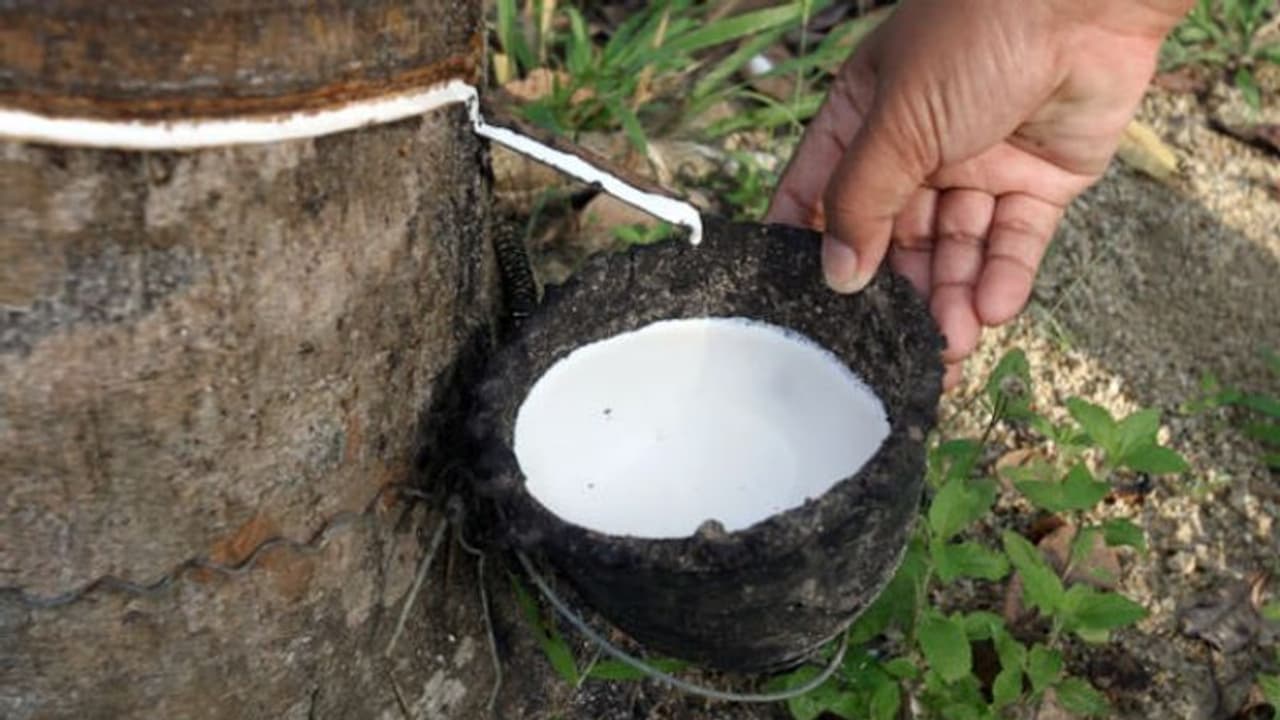 റബർ കർഷകർക്കുള്ള കാർഷിക വായ്പ കുത്തക കമ്പനികൾക്ക് നൽകുന്നുവെന്ന് പരാതി;പുതുതലമുറ ബാങ്കുകൾക്കെതിരെ കർഷകർ റബർ കർഷകർക്കുള്ള കാർഷിക വായ്പ കുത്തക കമ്പനികൾക്ക് നൽകുന്നുവെന്ന് പരാതി;പുതുതലമുറ ബാങ്കുകൾക്കെതിരെ കർഷകർ