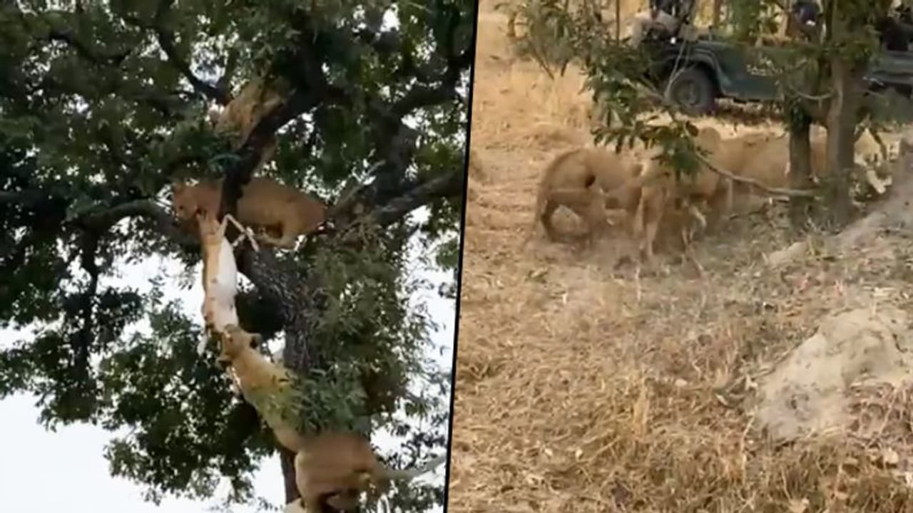 Six lions struggle for a deer in front of zoo visitors; watch video