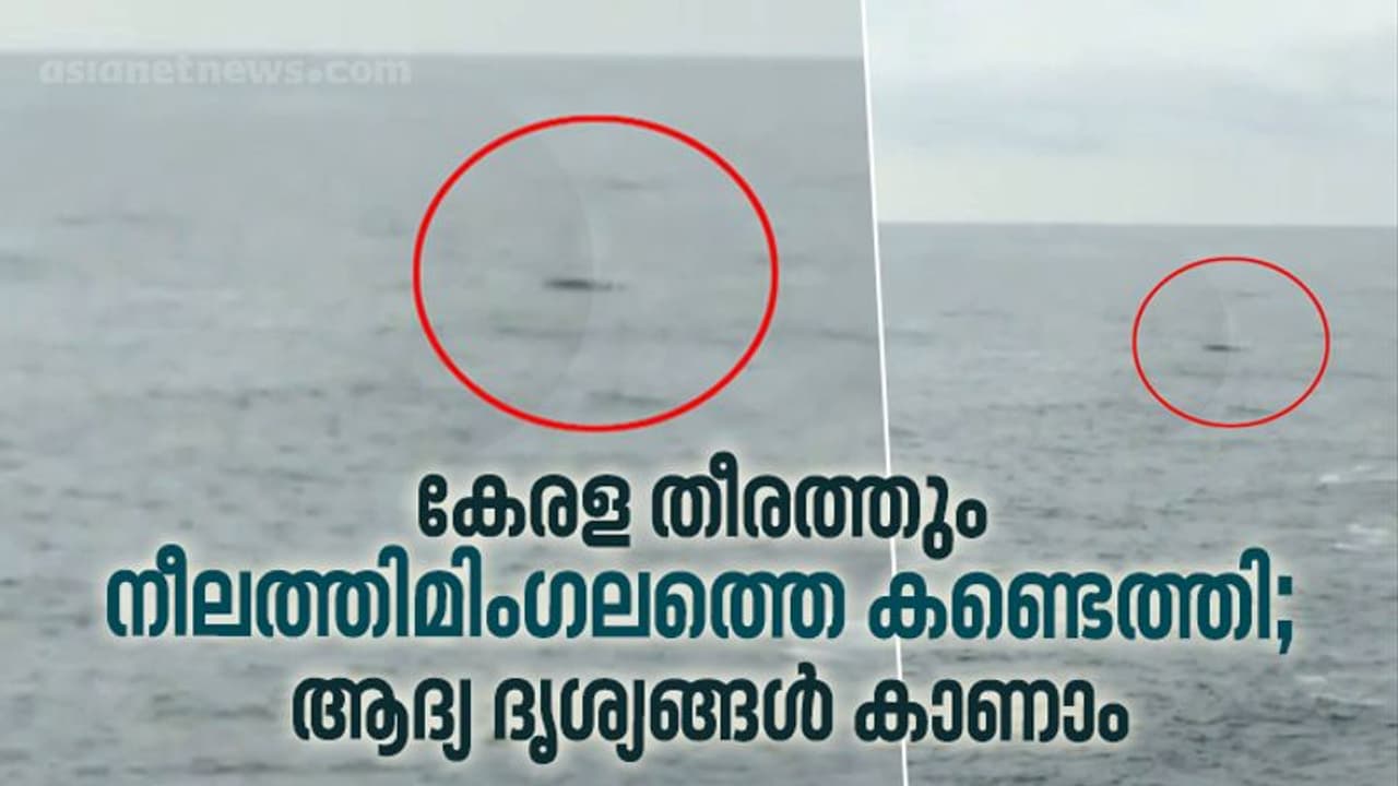 കേരളതീരത്ത് ആദ്യമായി നീലത്തിമിംഗലത്തെ കണ്ടെത്തി കേരളതീരത്ത് ആദ്യമായി നീലത്തിമിംഗലത്തെ കണ്ടെത്തി