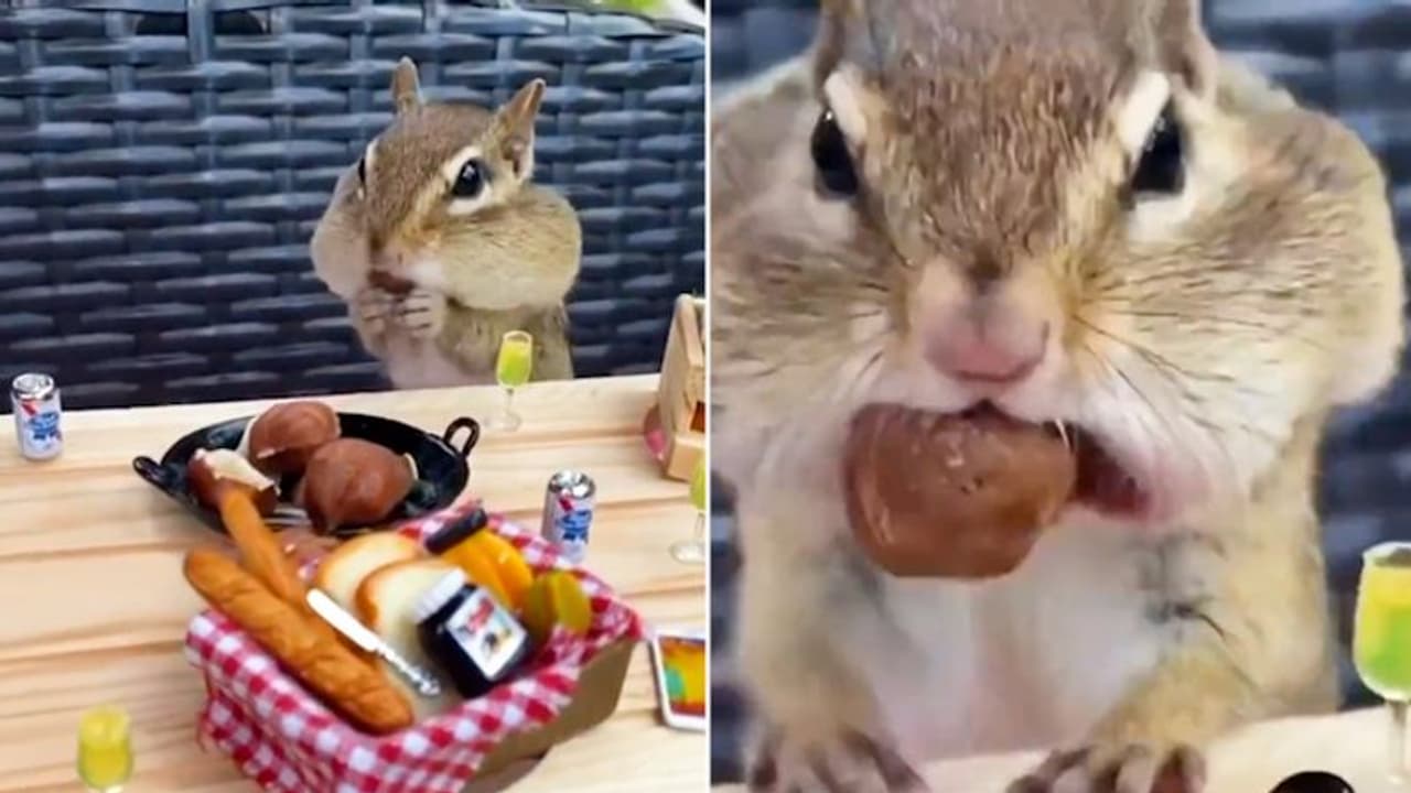 Squirrel binging on hazelnuts will make your day; watch the video