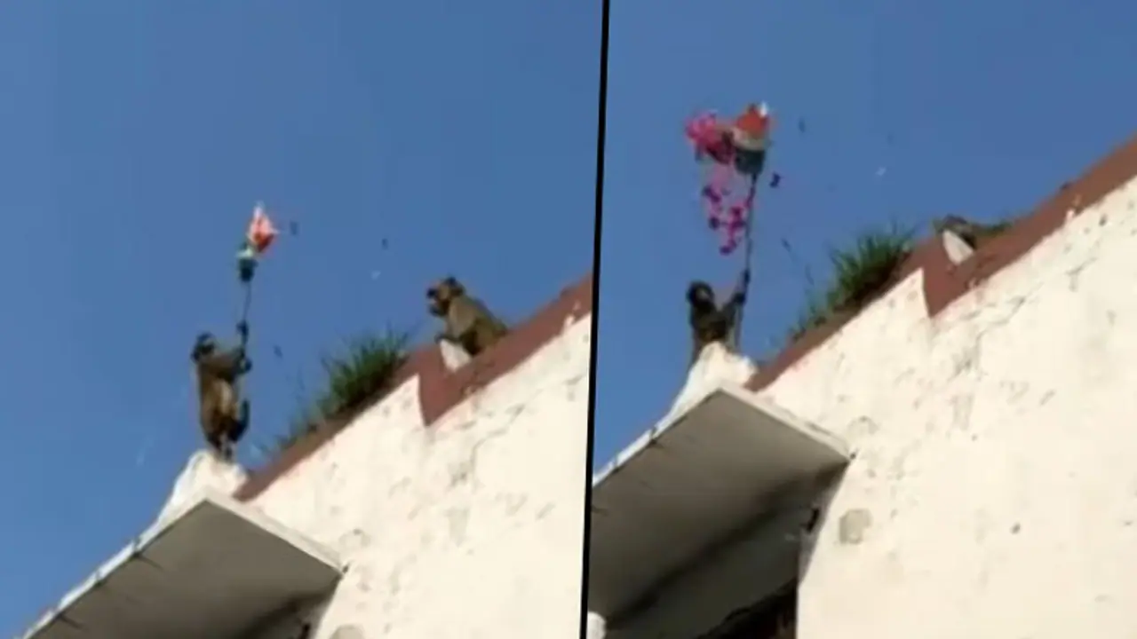 Monkeys hoist the tricolour on Independence day; watch viral video