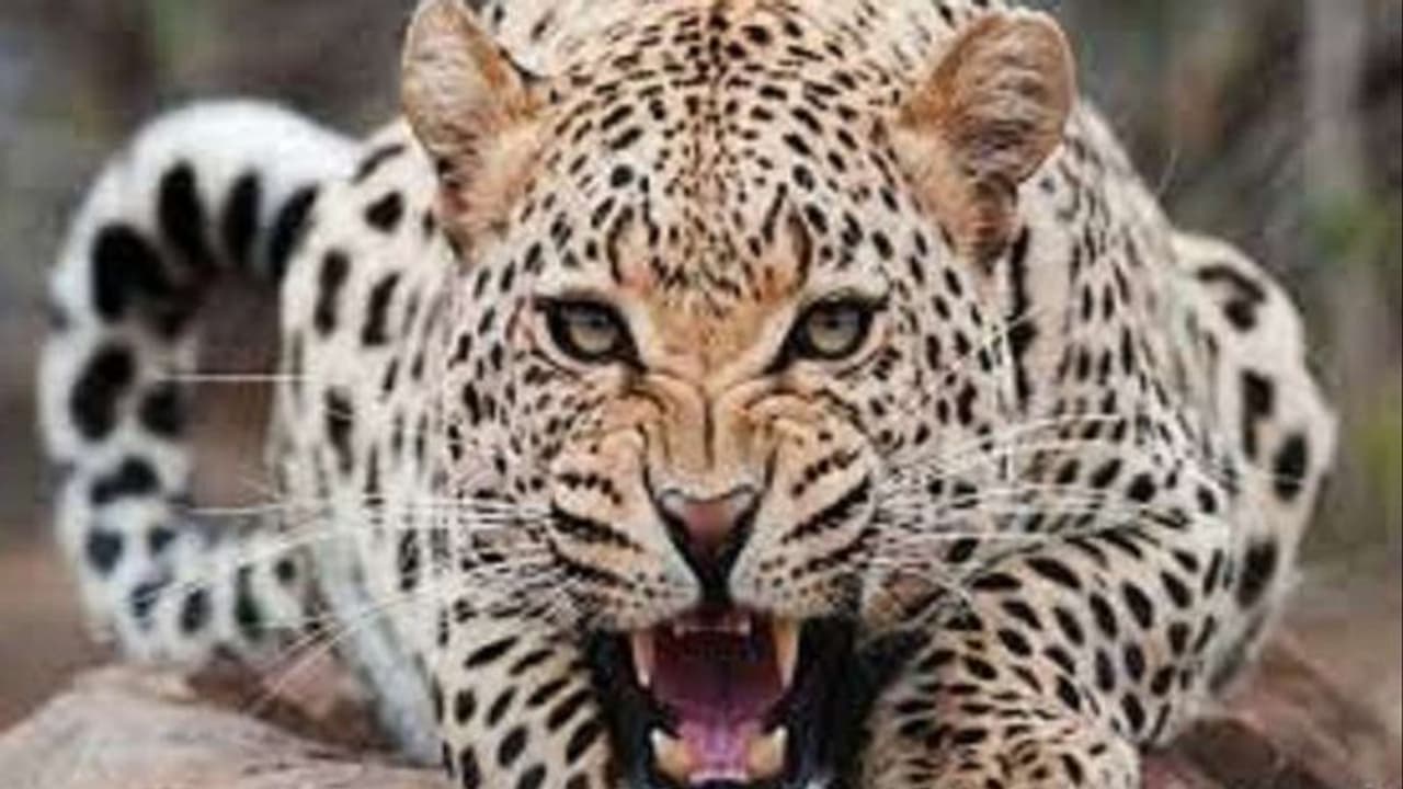 পিছন থেকে এক লাফে গলা কামড়ে ধরল চিতা, বাড়ির সামনে গুরুতর জখম বৃদ্ধা, দেখুন ভিডিও পিছন থেকে এক লাফে গলা কামড়ে ধরল চিতা, বাড়ির সামনে গুরুতর জখম বৃদ্ধা, দেখুন ভিডিও