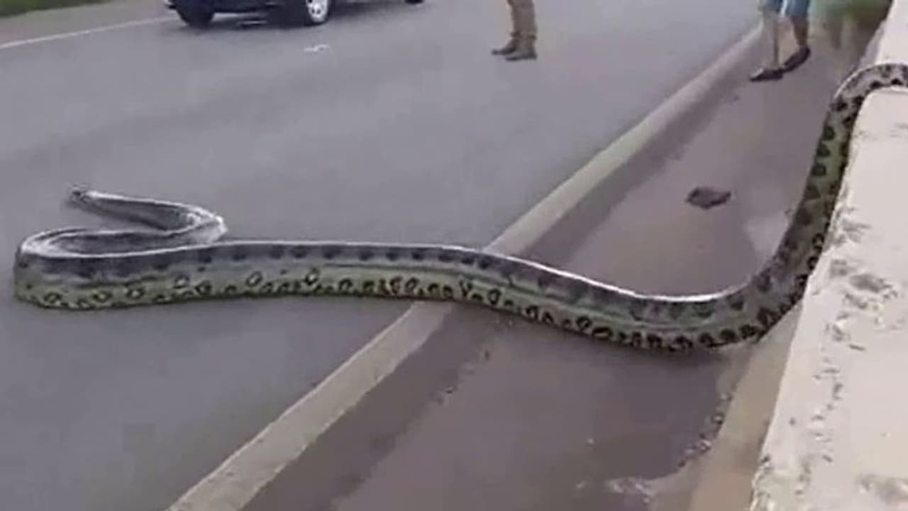 റോഡ് മുറിച്ചു കടക്കുന്ന അനാക്കോണ്ട, അമ്പരന്ന് ആളുകള്; വീണ്ടും ആ വീഡിയോ... റോഡ് മുറിച്ചു കടക്കുന്ന അനാക്കോണ്ട, അമ്പരന്ന് ആളുകള്; വീണ്ടും ആ വീഡിയോ...