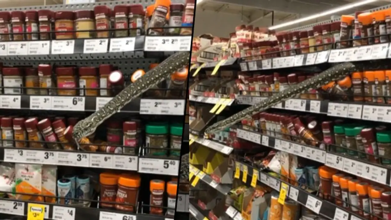 Supermarket customer finds 10 foot diamond python while shopping; watch video Supermarket customer finds 10 foot diamond python while shopping; watch video