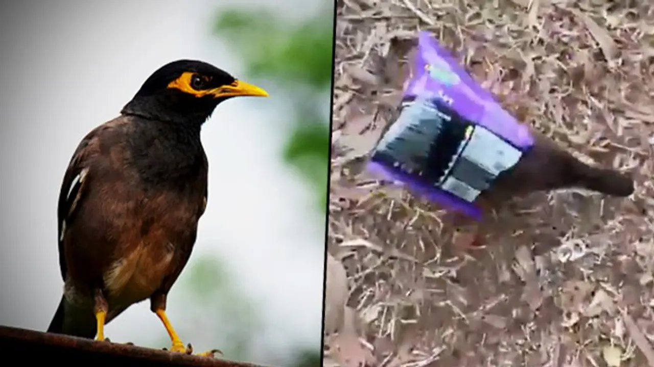 Myna gets caught inside snacks packet; the video has a crucial message (watch) Myna gets caught inside snacks packet; the video has a crucial message (watch)