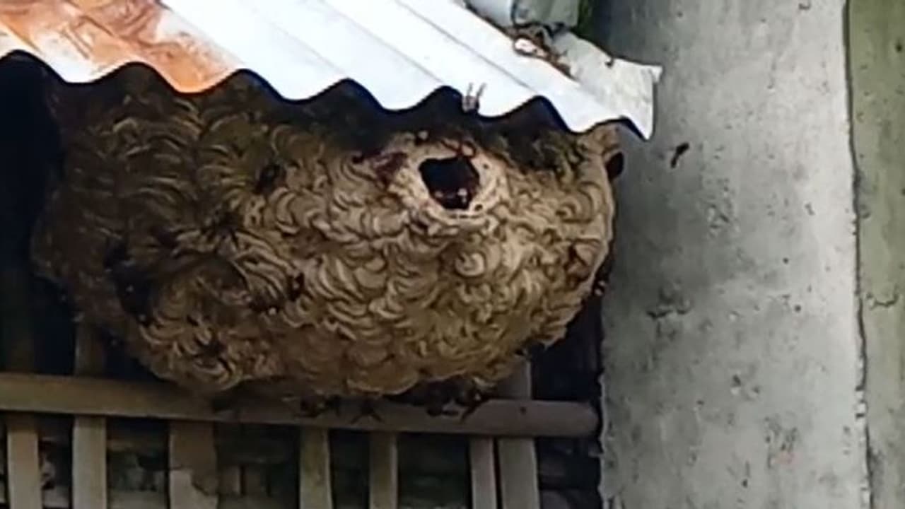 Mangaluru ಕಣಜ ಹುಳ ದಾಳಿಗೆ ಗೃಹರಕ್ಷಕ ಬಲಿ : ಮಕ್ಕಳನ್ನು ರಕ್ಷಿಸಿ ಪ್ರಾಣ ಬಿಟ್ಟ ವ್ಯಕ್ತಿ