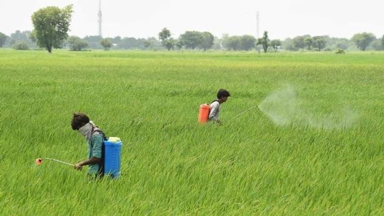അക്കൗണ്ടിലേക്ക് തെറ്റായി പണം വന്നു, തിരിച്ചെടുക്കണമെന്ന് കർഷകർ, പരിഹാരം കാണാതെ സർക്കാർ അക്കൗണ്ടിലേക്ക് തെറ്റായി പണം വന്നു, തിരിച്ചെടുക്കണമെന്ന് കർഷകർ, പരിഹാരം കാണാതെ സർക്കാർ