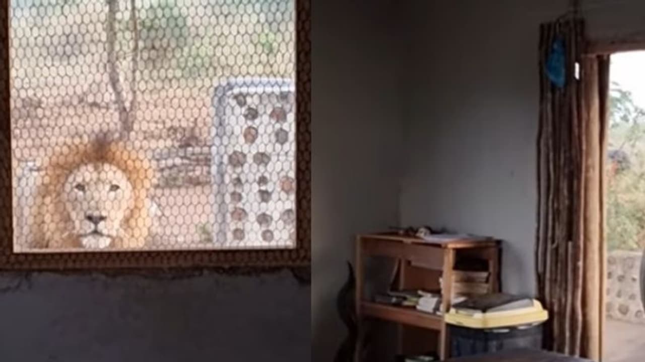 രാവിലെ ചായയിടാന് അടുക്കളയിലെത്തുമ്പോള് ജനലിനപ്പുറം സിംഹം!; വീഡിയോ രാവിലെ ചായയിടാന് അടുക്കളയിലെത്തുമ്പോള് ജനലിനപ്പുറം സിംഹം!; വീഡിയോ