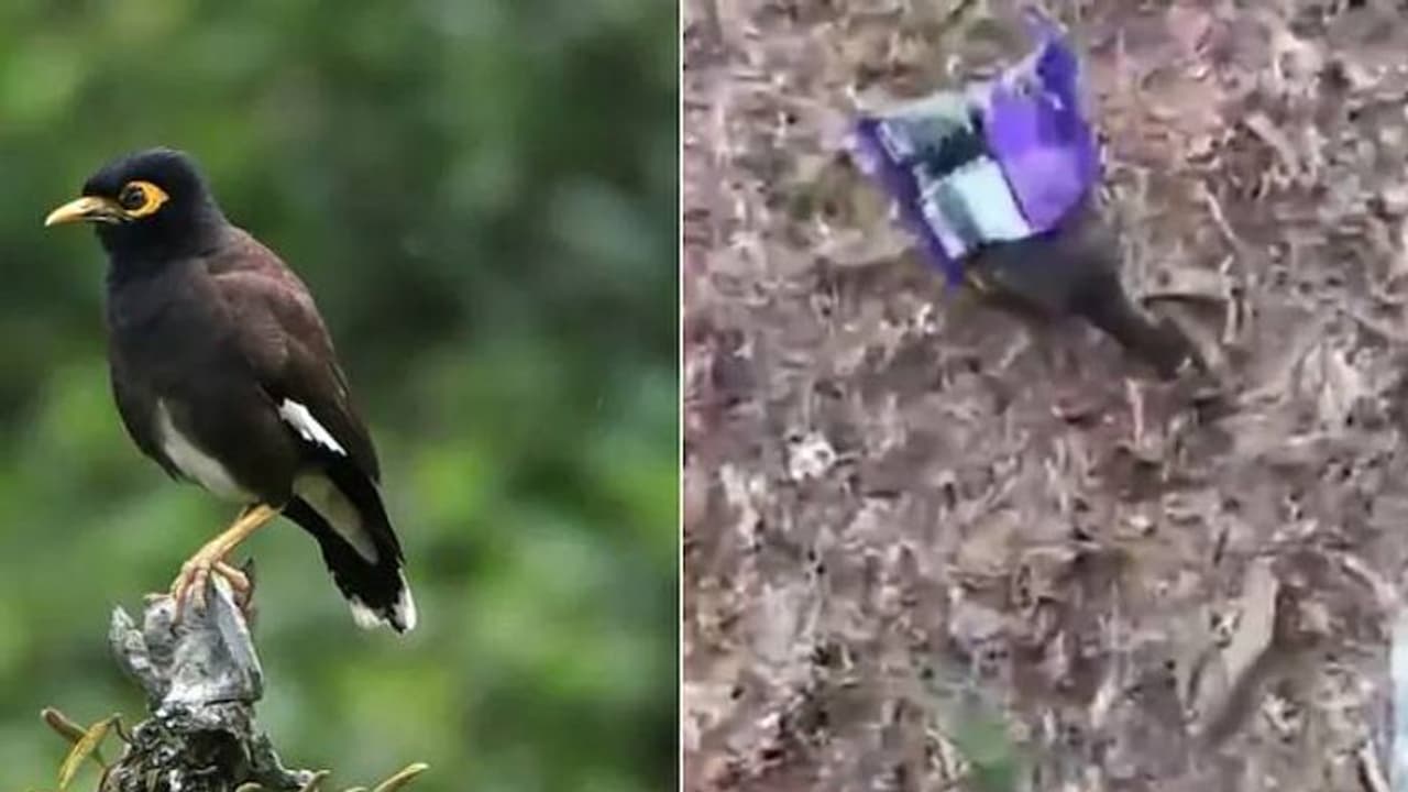 പ്ലാസ്റ്റിക് കൂടിൽ തല കുടുങ്ങി, ജീവനുവേണ്ടി പോരാടി മൈന, ചർച്ചയായി വീഡിയോ പ്ലാസ്റ്റിക് കൂടിൽ തല കുടുങ്ങി, ജീവനുവേണ്ടി പോരാടി മൈന, ചർച്ചയായി വീഡിയോ