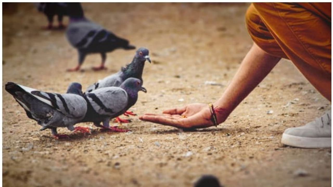 പ്രാവിന് തീറ്റ കൊടുത്തതിന് യുവതിക്ക് മൂന്നു ലക്ഷത്തിന്റെ പിഴ