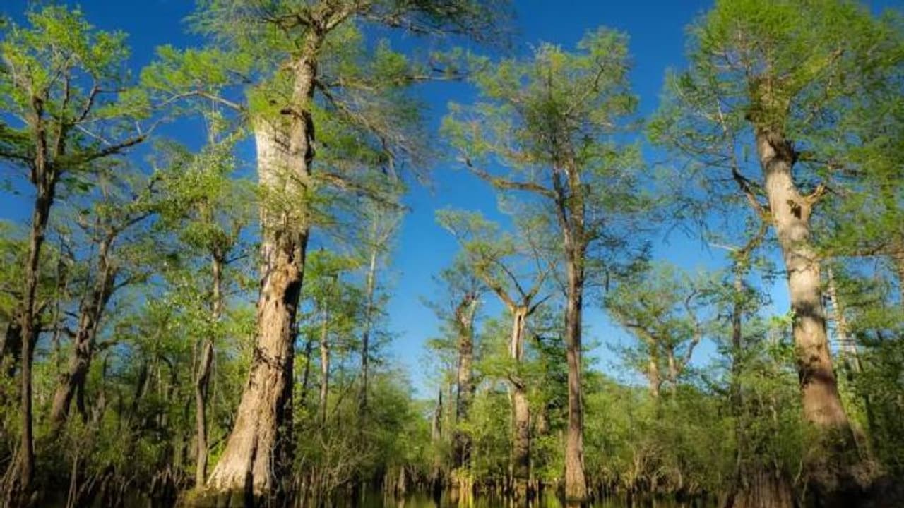 സഹസ്രാബ്ദം പഴക്കമുള്ള ഭീമൻ സൈപ്രസ് മരം, വെള്ളത്തിനടിയിലാകുമോ? ഗവേഷകർ ഭയക്കുന്നു സഹസ്രാബ്ദം പഴക്കമുള്ള ഭീമൻ സൈപ്രസ് മരം, വെള്ളത്തിനടിയിലാകുമോ? ഗവേഷകർ ഭയക്കുന്നു