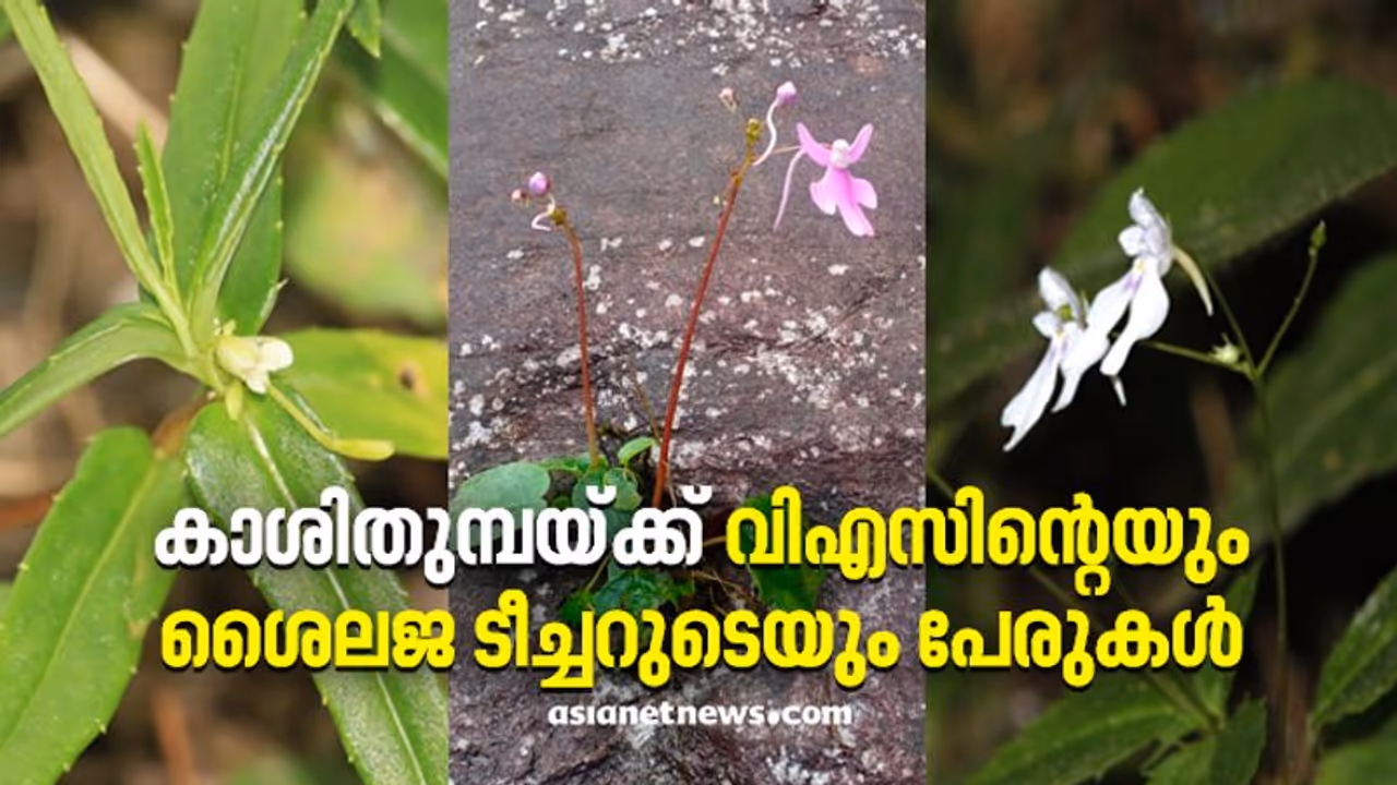 പുതുതായി കണ്ടെത്തിയ കാശിതുമ്പകള്‍ക്ക് വി എസ് അച്യുതാനന്ദന്‍റെയും ശൈലജ ടീച്ചറുടെയും പേരുകള്‍