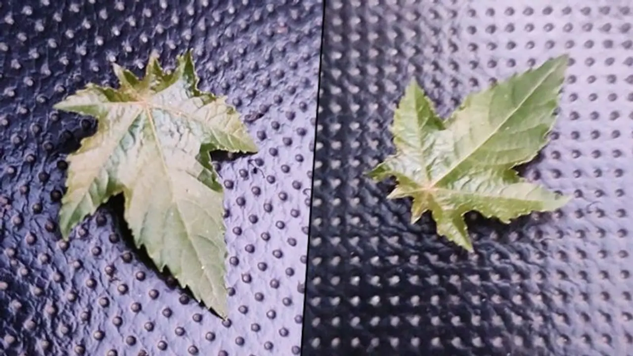 Sandalwood drug case: FSL reports confirm accused consumed banned substance Sandalwood drug case: FSL reports confirm accused consumed banned substance