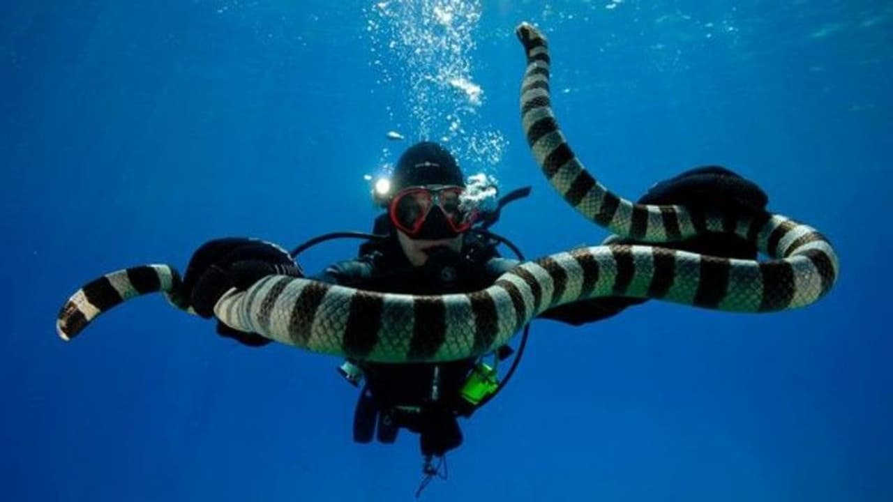 കടൽപാമ്പുകൾ മനുഷ്യരെ ഇണകളെന്ന് തെറ്റിദ്ധരിക്കുന്നു, അടുത്തെത്തുന്നത് ഇണ ചേരാനോ ആക്രമിക്കാനോ, പഠനം കടൽപാമ്പുകൾ മനുഷ്യരെ ഇണകളെന്ന് തെറ്റിദ്ധരിക്കുന്നു, അടുത്തെത്തുന്നത് ഇണ ചേരാനോ ആക്രമിക്കാനോ, പഠനം