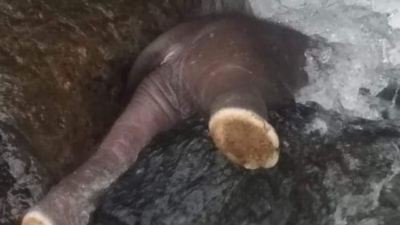 ചിങ്കക്കല്ല് പുഴയിൽ പാറക്കെട്ടുകൾക്കിടയിൽ കുടുങ്ങിയ നിലയില് കാട്ടാനക്കുട്ടിയുടെ ജഡം ചിങ്കക്കല്ല് പുഴയിൽ പാറക്കെട്ടുകൾക്കിടയിൽ കുടുങ്ങിയ നിലയില് കാട്ടാനക്കുട്ടിയുടെ ജഡം