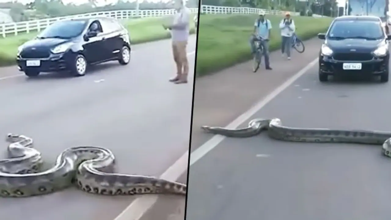 Traffic halts as giant anaconda cross the road; watch viral video