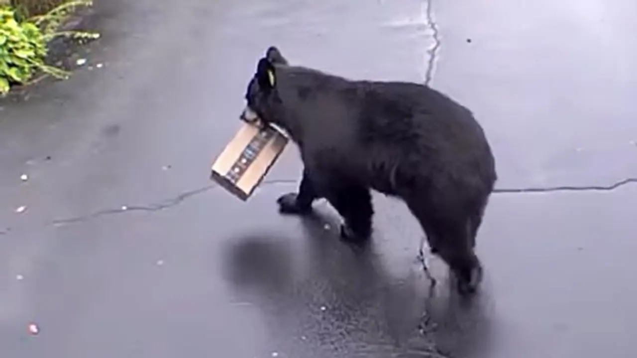 Woman records bear stealing an Amazon package from the front of her house Woman records bear stealing an Amazon package from the front of her house