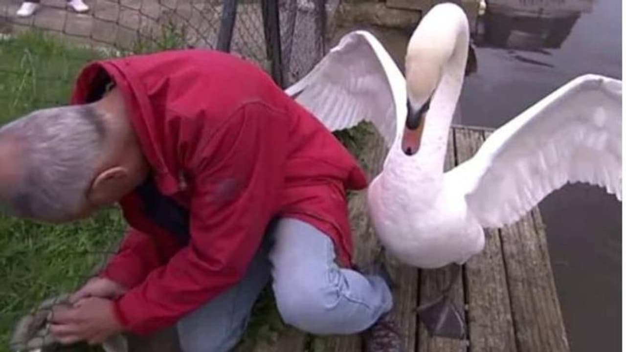 ആരെടാ എന്റെ കുഞ്ഞിനെ തൊടുന്നത്? അരയന്നക്കുഞ്ഞിനെ രക്ഷിക്കാൻ ശ്രമിക്കുന്നതിനിടയിലേക്ക് പറന്നെത്തി ആണരയന്നം ആരെടാ എന്റെ കുഞ്ഞിനെ തൊടുന്നത്? അരയന്നക്കുഞ്ഞിനെ രക്ഷിക്കാൻ ശ്രമിക്കുന്നതിനിടയിലേക്ക് പറന്നെത്തി ആണരയന്നം