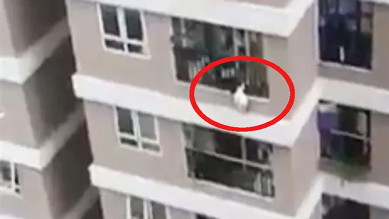 दर्दनाक हादसा: 9वीं मंजिल से गिरी 12 साल की बच्ची, बेजुबान डॉगी को बचाने के चक्कर में मासूम की मौत