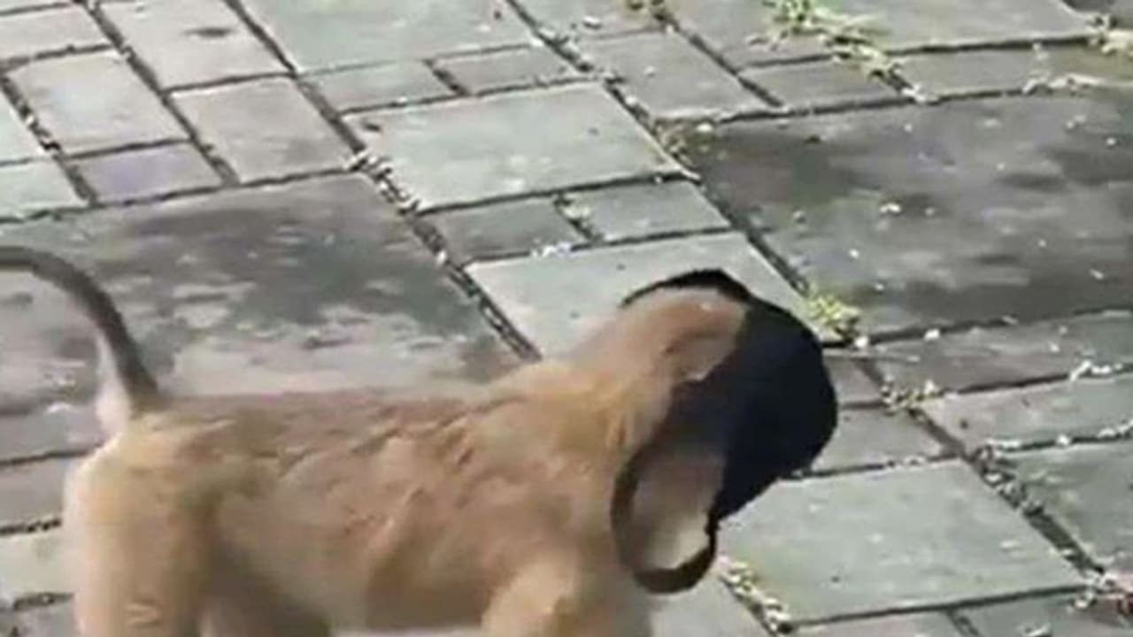 जब सड़क पर मास्क लगाकर निकाला बंदर, देखकर हैरान हो गए, वीडियो हुआ वायरल