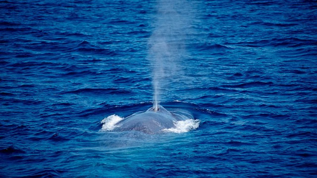 ലക്ഷദ്വീപിന് സമീപം നീലത്തിമിംഗലങ്ങളുടെ 'ശബ്ദം' ആദ്യമായി റെക്കോഡ് ചെയ്തു ലക്ഷദ്വീപിന് സമീപം നീലത്തിമിംഗലങ്ങളുടെ 'ശബ്ദം' ആദ്യമായി റെക്കോഡ് ചെയ്തു