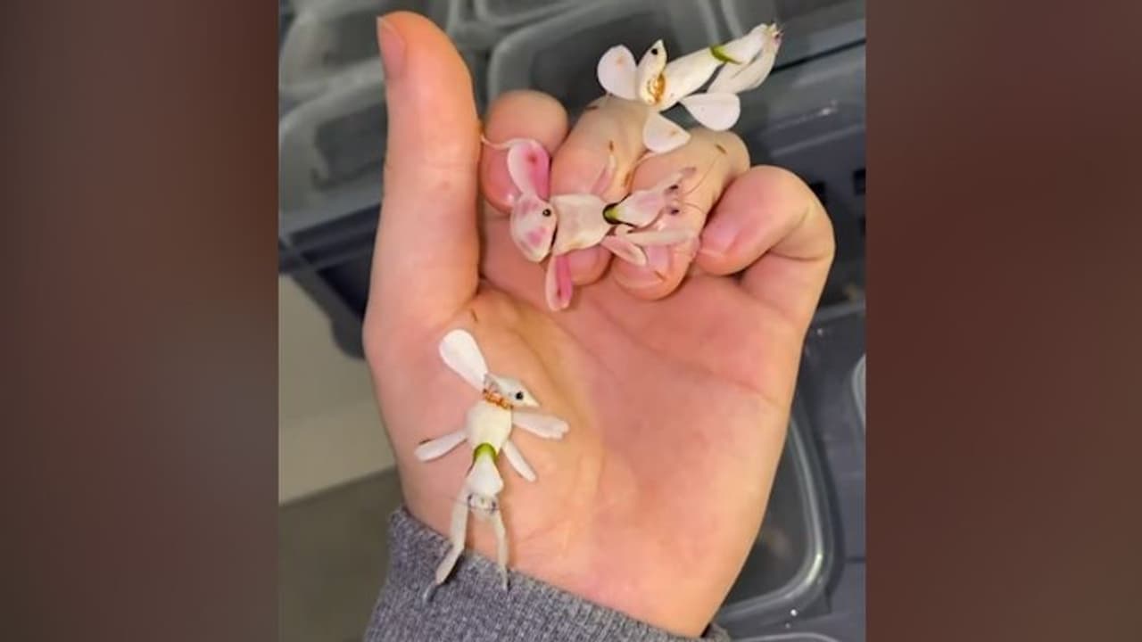 Ever seen an orchid mantis? Watch the mesmerising video
