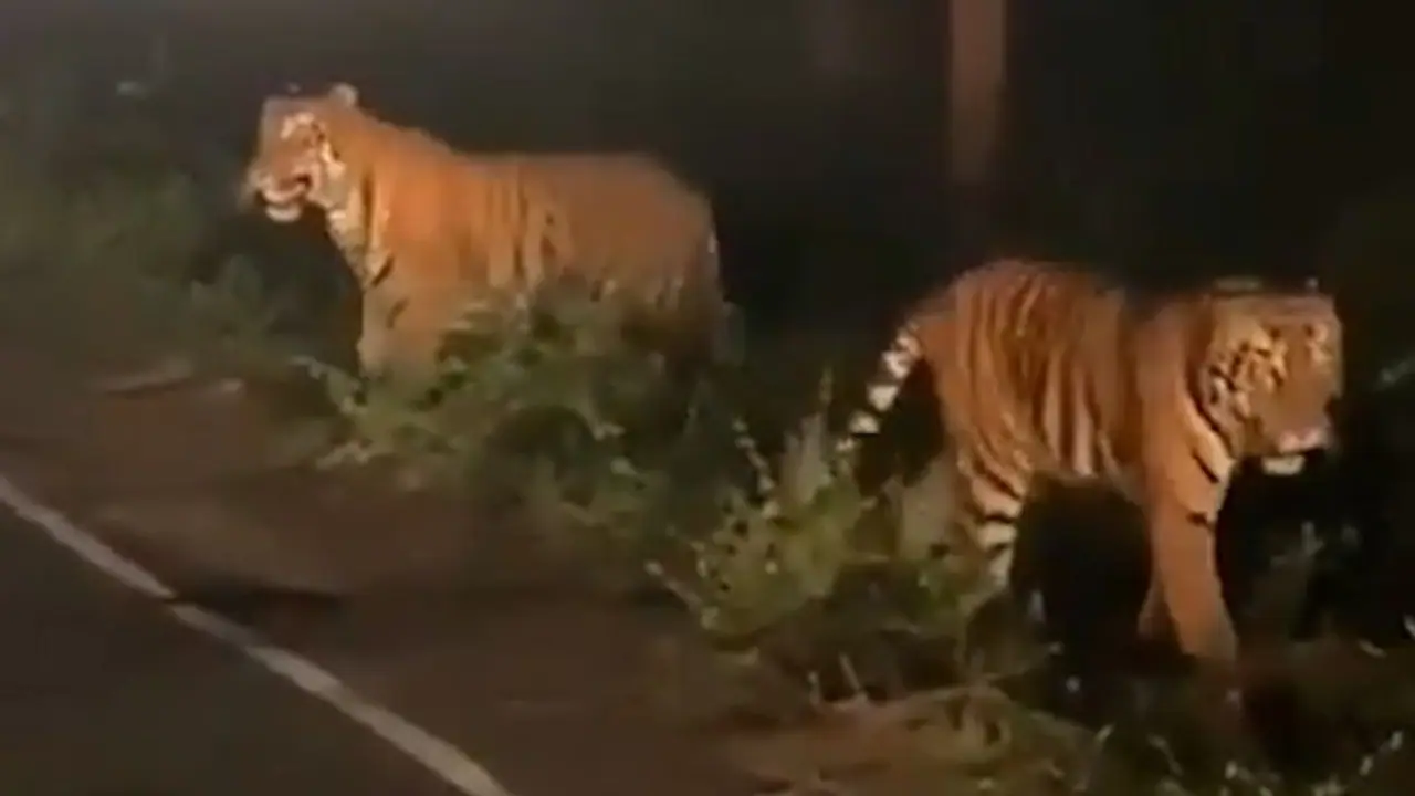 Majestic tigers walking on highway leaves netizens baffled; watch the video