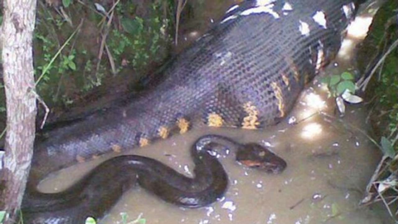 खौफनाक है मौत के बाद भी गाय के बदले की कहानी! अजगर ने शिकार तो कर लिया लेकिन खुद भी जिंदा नहीं बच सका खौफनाक है मौत के बाद भी गाय के बदले की कहानी! अजगर ने शिकार तो कर लिया लेकिन खुद भी जिंदा नहीं बच सका