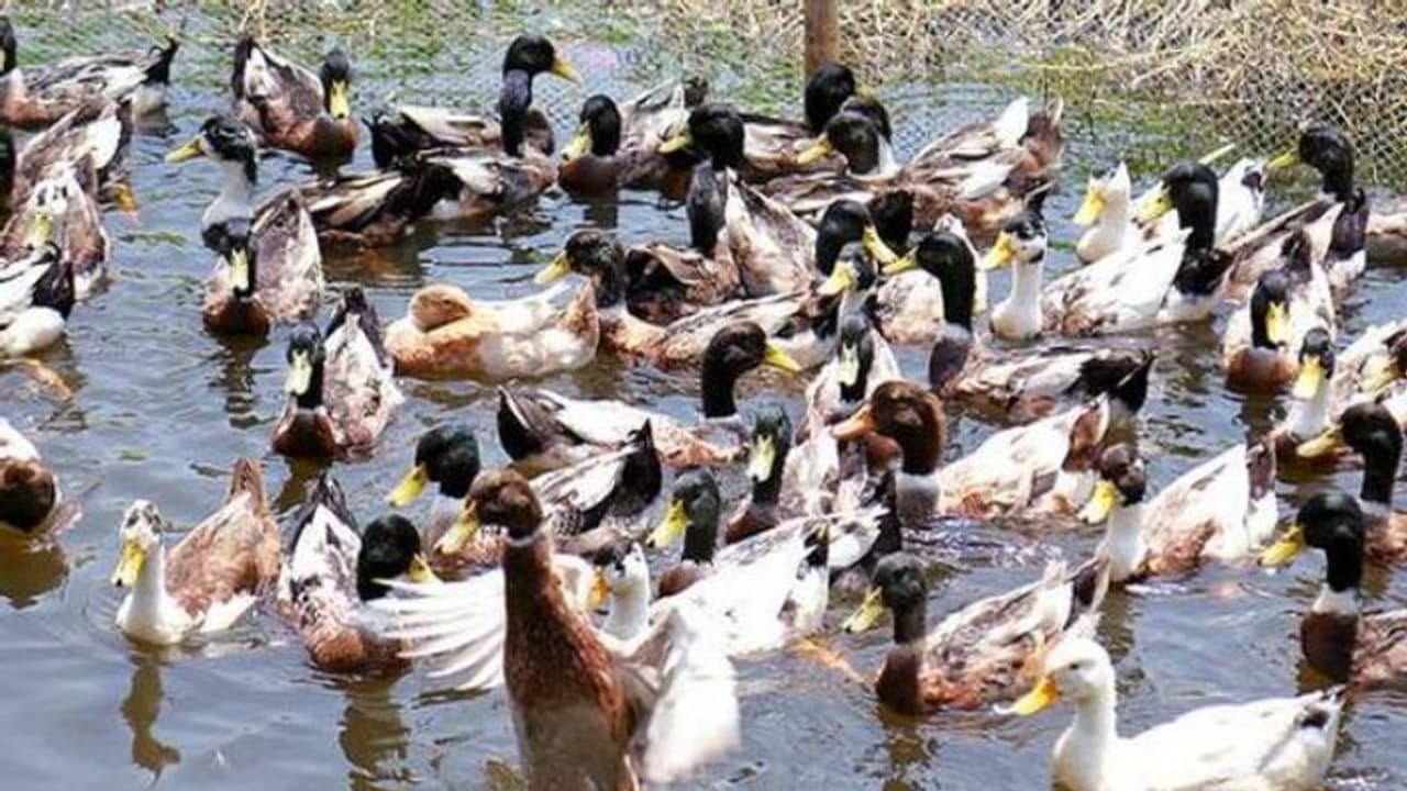 Ducks Death Alappuzha : താറാവുകൾ ചത്തതിന് പിന്നാലെ തമിഴ്നാട്ടിൽ നിന്ന് ഇറക്കുമതി; പരിശോധന പോലുമില്ലെന്ന് പരാതി Ducks Death Alappuzha : താറാവുകൾ ചത്തതിന് പിന്നാലെ തമിഴ്നാട്ടിൽ നിന്ന് ഇറക്കുമതി; പരിശോധന പോലുമില്ലെന്ന് പരാതി