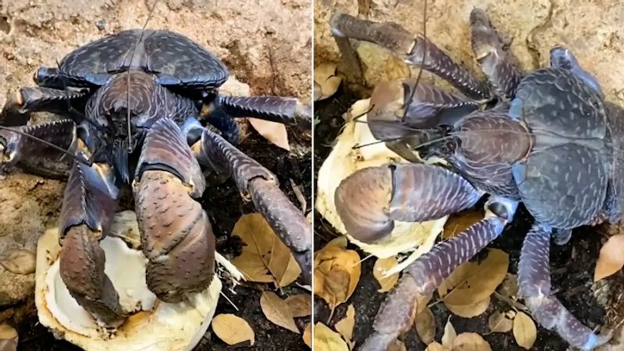 Giant coconut crab eating tender coconut amazes netizens; watch the video