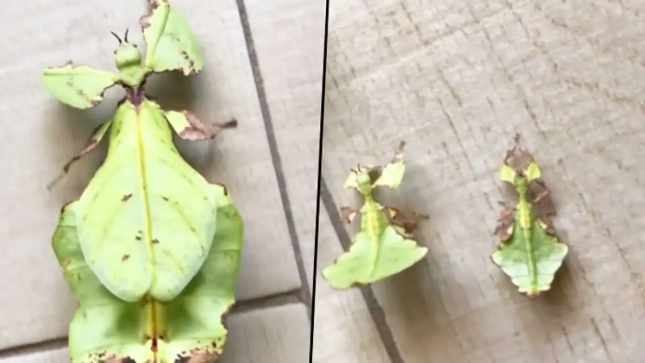 It looks like leaf, but reality is different; watch to know more