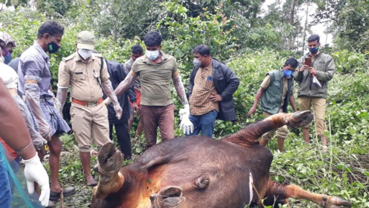 കാട്ടുപോത്തിനെ വേട്ടയാടിയ ശേഷം മുങ്ങി; പ്രതികള്‍ ഒളിവില്‍ പോയിട്ട് ഒരുമാസം പിന്നിടുന്നു