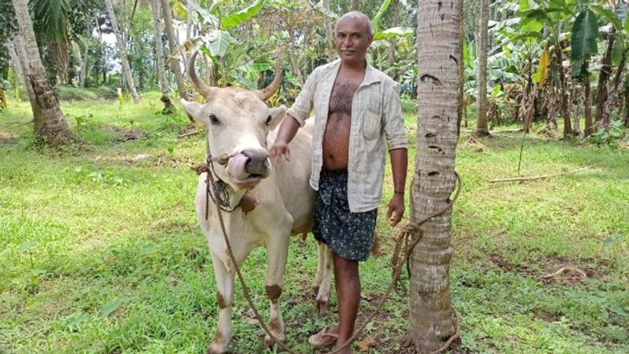 കൊവിഡ് ബാധിച്ച ക്ഷീര കർഷകയുടെ പശുവിന് തുണയായി കറവക്കാരൻ