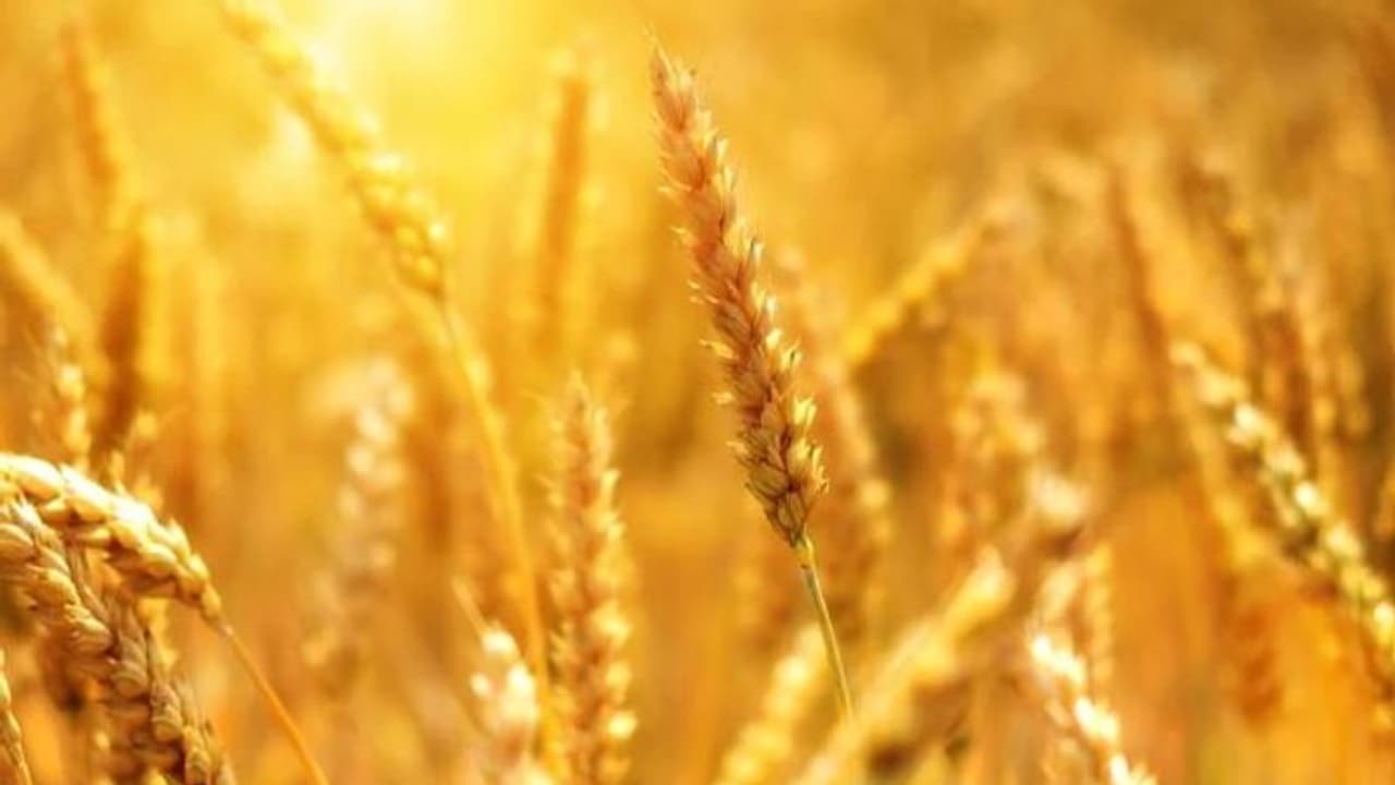 കൃഷിയൊന്നും ലാഭത്തിലല്ല സാറേ, കഞ്ചാവ് നടാനനുവദിക്കണം, ജില്ലാ ഭരണകൂടത്തിന് കർഷകന്റെ അപേക്ഷ കൃഷിയൊന്നും ലാഭത്തിലല്ല സാറേ, കഞ്ചാവ് നടാനനുവദിക്കണം, ജില്ലാ ഭരണകൂടത്തിന് കർഷകന്റെ അപേക്ഷ