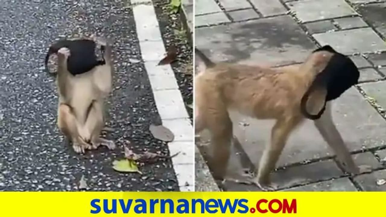 ಮಾಸ್ಕ್ ಧರಿಸಿದ ಕೋತಿ: ನೋಡಿ ಕಲಿತುಕೊಳ್ಳಿ ಎಂದ ನೆಟ್ಟಿಗರು