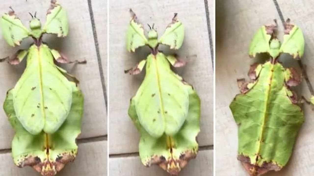 ഇലയാണോ അതോ പ്രാണിയാണോ, ആളുകൾ അന്തംവിട്ട വീഡിയോ, വൈറൽ