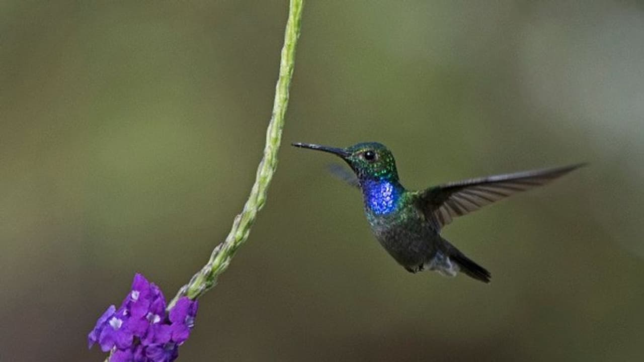 Female hummingbirds look like males to avoid, fool harassers Female hummingbirds look like males to avoid, fool harassers