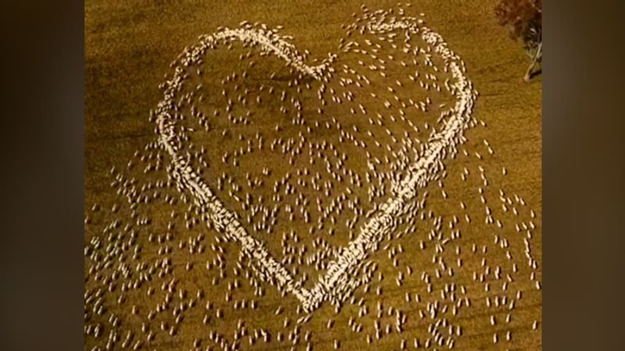 Australian farmer pays tribute to his aunt by drawing a heart with moving flock of sheep; watch the video