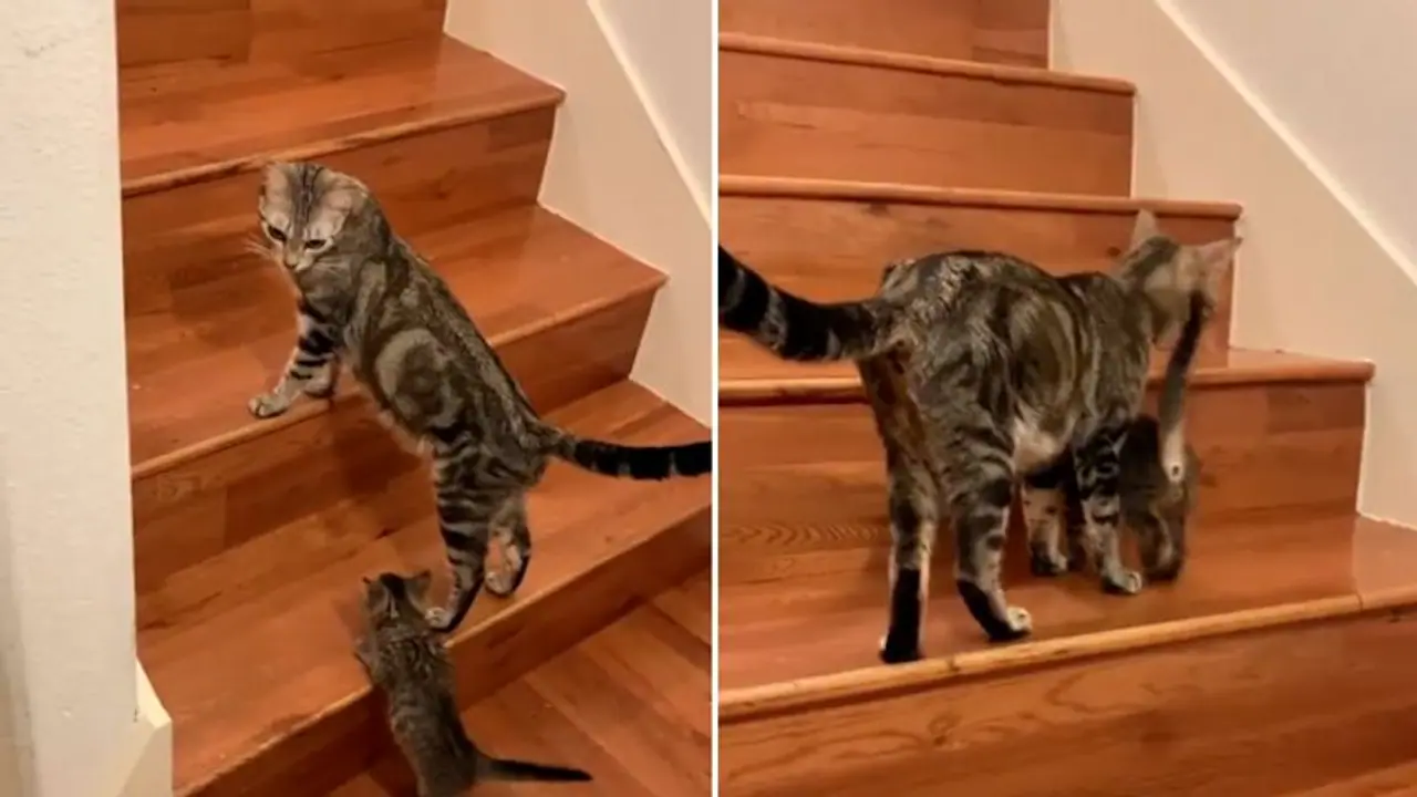 Watch: Mother cat teaches kitten to climb stairs; adorable video wins hearts on internet